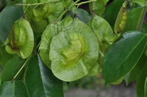 Pterocarpus indicus .